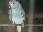 Blue Ringneck Male Parrot