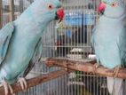 Blue Ringneck Pair