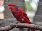 Blue Streaked Lory Female