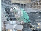 Blue Turquoise Conure Breeding Pair