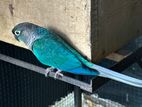 Blue Turquoise Conure