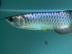 Bluebase Golden Arowana