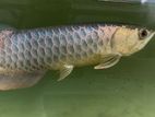 Bluebase Golden Arowana