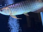 Bluebase Golden Arowana