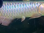 Bluebase Golden Arowana
