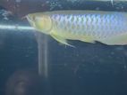 Bluebase Golden Arowana