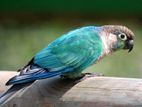 bluecheek conure