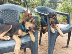 Rottweiler Dog