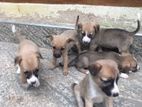 Puppies for Kind Home