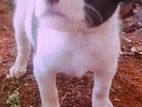 Puppies for Kind Home