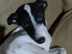 Dog for Kind Home