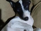 Dog for Kind Home