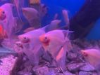 Blushing Sunset Angel Fish