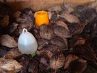 Quails