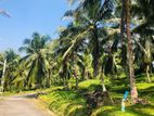 බණ්ඩාරගමට ලඟින් පොල් සහිත ඉඩමක් විකිණීමට