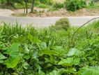 බණ්ඩාරවෙල ඉඩමක්