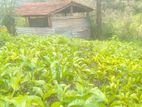 බණ්ඩාරවෙල කිතල් ඇල්ලේ පර්චස් 80 ක තේ ඉඩමක් විකිනීමට ඇත.