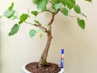 Bo Bonsai Plant