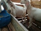 Farm Goats