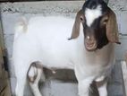 Boer Goats