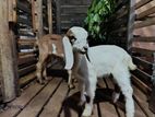 Boer Goats