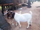 Male Goat