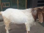 Male Goat