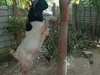 Male Goat