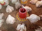 Farm Chicken
