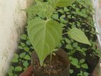Bola Kochchi Plant