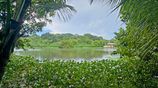 Bolgoda Lake Facing with Jack Fruit and Coconut Trees Land