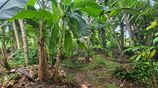 Bolgoda Lake Facing with Jack Fruit and Coconut Trees Land