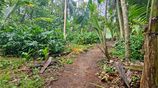 Bolgoda Lake Facing with Jack Fruit and Coconut Trees Land