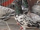 Pakistan Pigeon
