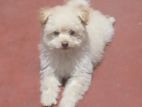 Maltese Dog