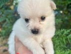 Pomeranian Puppy