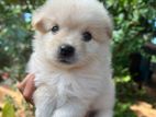 bomenerian puppies