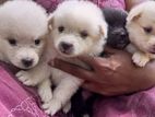 Pomeranian Puppy