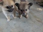 Pomeranian Puppies