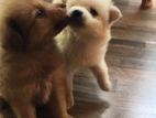 Pomeranian Puppies