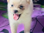 Bomerian puppy
