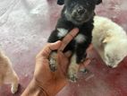 Pomeranian Dog