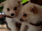 Pomeranian Puppies