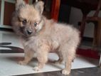 Pomaranian Puppies