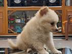 Pomeranian Dog