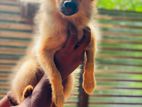 bommerian puppy