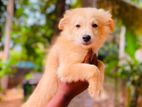 bommerian puppy