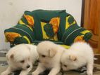 Pomeranian Puppies
