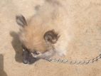pomeranian Puppy