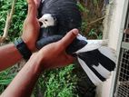 Boni Pigeon